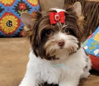 Lucy, a female Biewer for sale in Wichita, KS – Photo 4 of 5