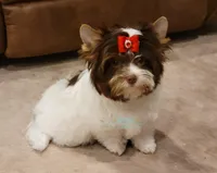 Lucy, a female Biewer for sale in Wichita, KS – Photo 1 of 5