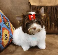 Lucy, a female Biewer for sale in Wichita, KS – Photo 2 of 5