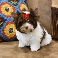 Lucy, a female Biewer for sale in Wichita, KS – Photo 3 of 5