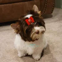 Lucy, a female Biewer for sale in Wichita, KS – Photo 5 of 5