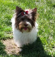 Jaeger, a male Biewer for sale in Wichita, KS – Photo 2 of 4