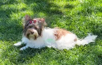 Jaeger, a male Biewer for sale in Wichita, KS – Photo 1 of 4