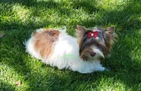 Jaeger, a male Biewer for sale in Wichita, KS – Photo 3 of 4
