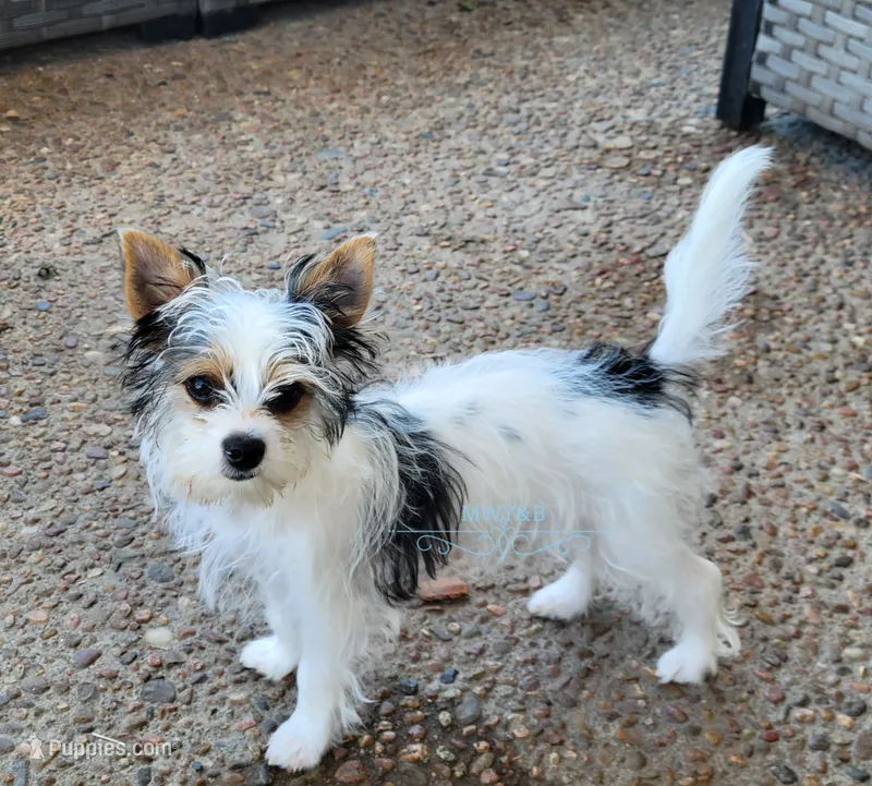 Raina – Biewer puppy for sale in Wichita, KS