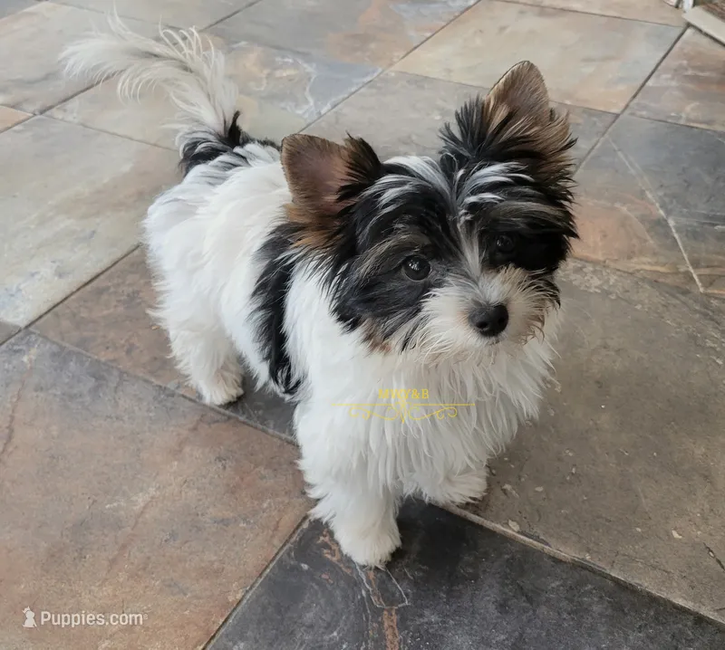 Quiana – Biewer puppy for sale in Wichita, KS