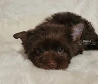 Nico, a male Yorkshire Terrier for sale in Wichita, KS – 5 of 5