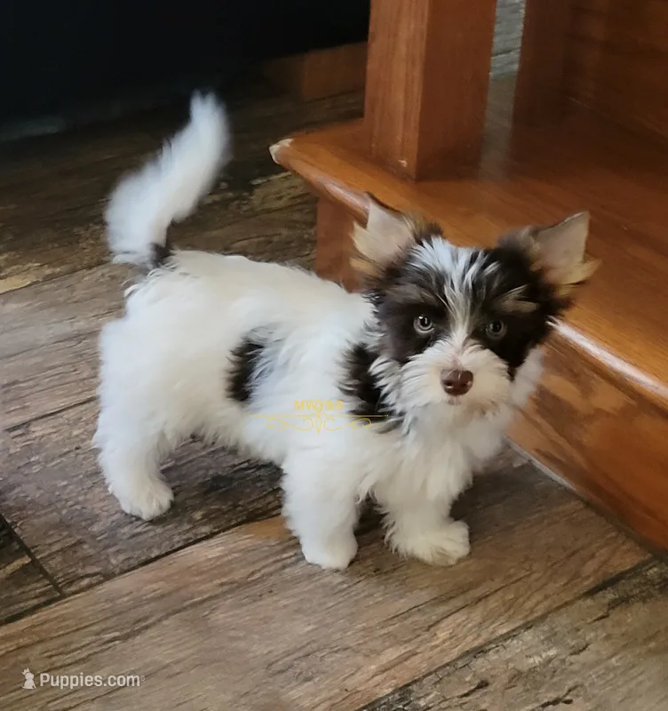 Quadi – Biewer puppy for sale in Wichita, KS