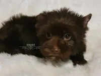 Nico, a male Yorkshire Terrier for sale in Wichita, KS – 3 of 5