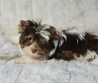 Bass, a male Biewer for sale in Wichita, KS – 5 of 5
