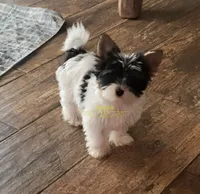 Quiana, a female Biewer for sale in Wichita, KS – 5 of 5