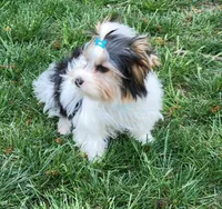 Kat, a female Biewer for sale in Wichita, KS – Photo 3 of 5