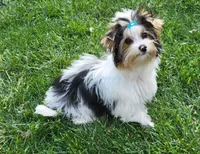 Kat, a female Biewer for sale in Wichita, KS – Photo 1 of 5