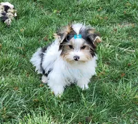 Kat, a female Biewer for sale in Wichita, KS – Photo 4 of 5