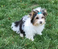 Kat, a female Biewer for sale in Wichita, KS – Photo 5 of 5