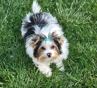 Kat, a female Biewer for sale in Wichita, KS – Photo 2 of 5