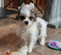 Raina, a female Biewer for sale in Wichita, KS – 5 of 5