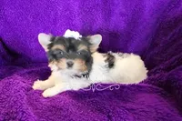 Charli, a female Biewer for sale in Wichita, KS – Photo 3 of 5