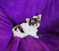 Charli, a female Biewer for sale in Wichita, KS – Photo 2 of 5