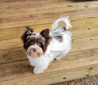 Maverick, a male Biewer for sale in Wichita, KS – 3 of 8
