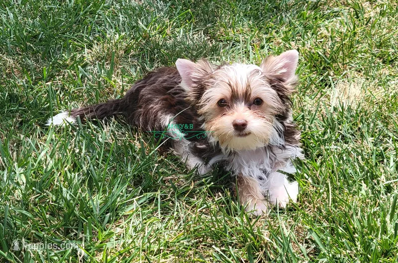 Novie – Yorkshire Terrier puppy for sale in Wichita, KS