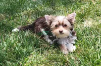 Novie, a male Yorkshire Terrier for sale in Wichita, KS – 1 of 5