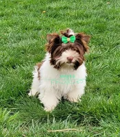 Kai, a male Biewer for sale in Wichita, KS – Photo 8 of 8