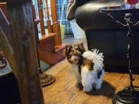 Kai, a male Biewer for sale in Wichita, KS – Photo 3 of 8