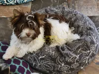 Kai, a male Biewer for sale in Wichita, KS – Photo 2 of 8