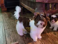 Kai, a male Biewer for sale in Wichita, KS – Photo 1 of 8