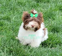 Kai, a male Biewer for sale in Wichita, KS – Photo 7 of 8