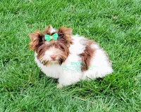 Kai, a male Biewer for sale in Wichita, KS – Photo 6 of 8