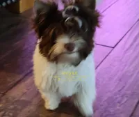 Kai, a male Biewer for sale in Wichita, KS – Photo 5 of 8