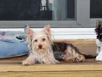 Novie, a male Yorkshire Terrier for sale in Wichita, KS – 1 of 7