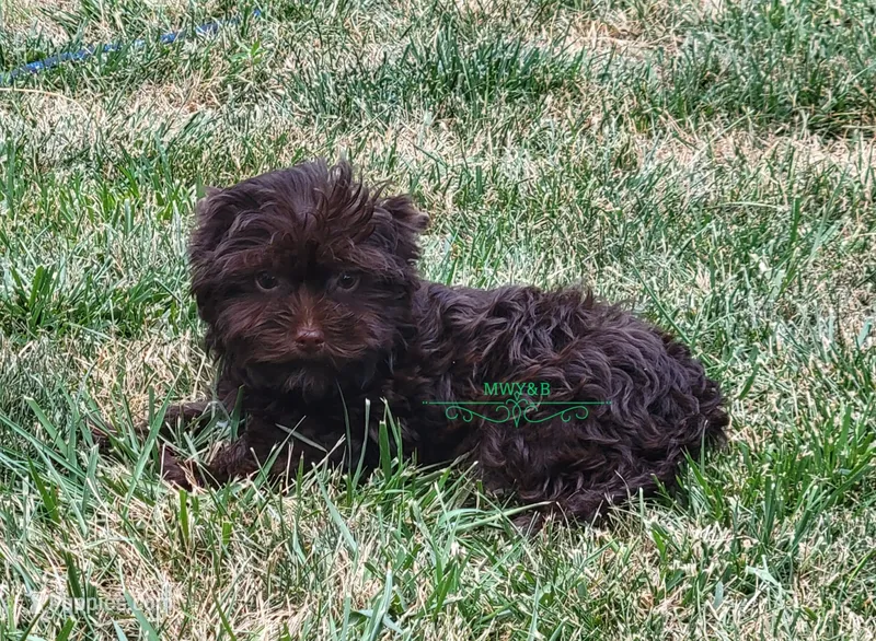 Noah – Yorkshire Terrier puppy for sale in Wichita, KS