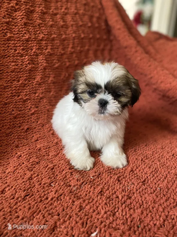 Bubs, a male Shih Tzu for sale in Los Angeles, CA – Photo 1 of 2