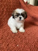 Bubs, a male Shih Tzu for sale in Los Angeles, CA – Photo 2 of 2
