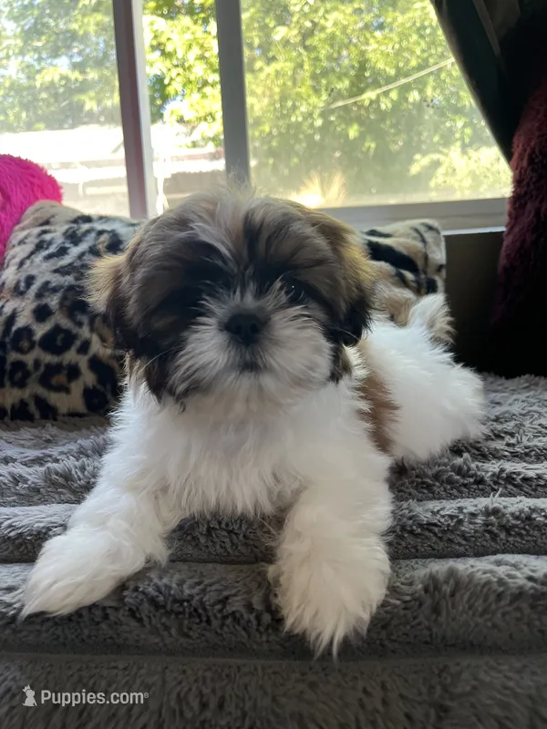 Bubbles, a male Shih Tzu for sale in Los Angeles, CA – 1 of 1