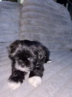 Moon, a male Shih Tzu for sale in Los Angeles, CA – 4 of 4