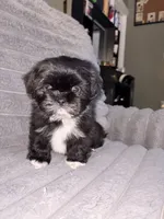 Moon, a male Shih Tzu for sale in Los Angeles, CA – 3 of 4