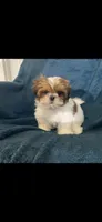 Ophelia, a female Shih Tzu for sale in Los Angeles, CA – 2 of 7