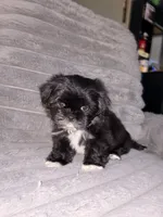 Moon, a male Shih Tzu for sale in Los Angeles, CA – 2 of 4