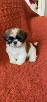 Roxy , a female Shih Tzu for sale in Los Angeles, CA – Photo 2 of 2