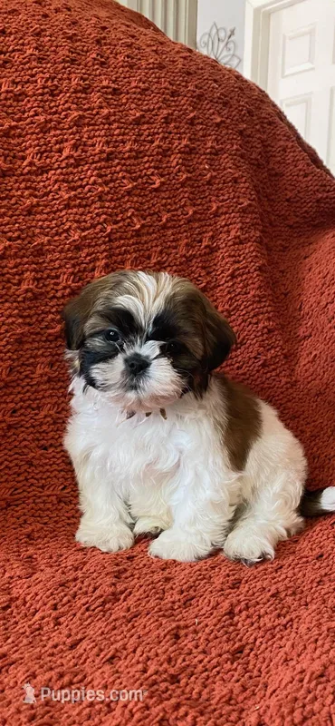 Roxy  – Shih Tzu puppy for sale in Los Angeles, CA