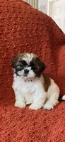 Roxy , a female Shih Tzu for sale in Los Angeles, CA – Photo 1 of 2
