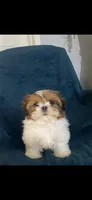 Ophelia, a female Shih Tzu for sale in Los Angeles, CA – 3 of 7