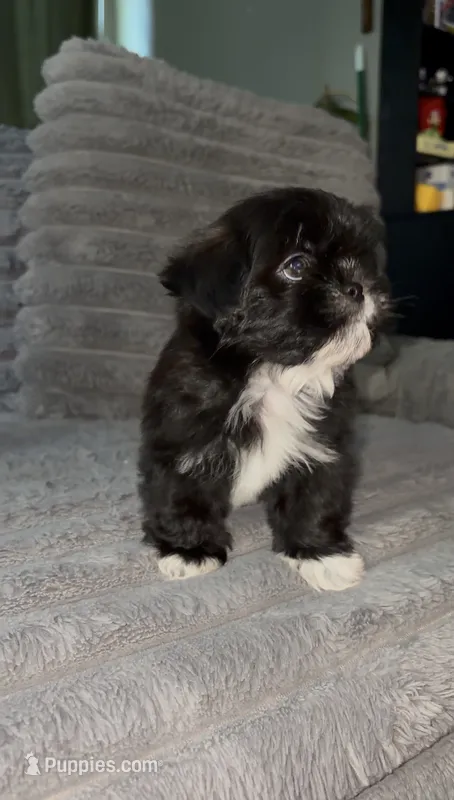 Moon – Shih Tzu puppy for sale in Los Angeles, CA