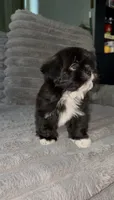 Moon, a male Shih Tzu for sale in Los Angeles, CA – 1 of 4