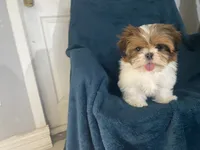 Ophelia, a female Shih Tzu for sale in Los Angeles, CA – 5 of 7
