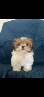 Ophelia, a female Shih Tzu for sale in Los Angeles, CA – 7 of 7